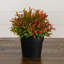 6 po Herbe artificielle en pot noir - ensemble de 2-557430274