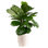 Foliage Plant in Planter
