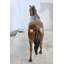 Sculpture cheval debout statue en bronze 20 po x 5 po x H 14 po