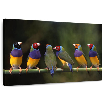 Gouldian Finch I