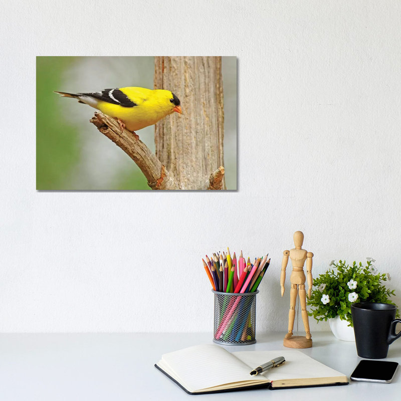 Forest Gold by Brian Wolf - Wrapped Canvas Print, 20.32cm H x 30.48cm W x 1.91cm D
