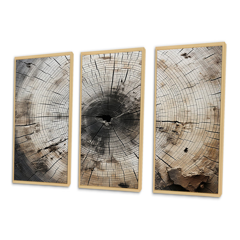 Tree Cut Stump Beauty - Ensemble de décoration murale arbre séquoia, H 28 po x l 36 po x P 1 po, Cadre naturel flottant