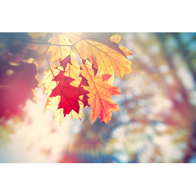 " Beautiful Oak Leaves "