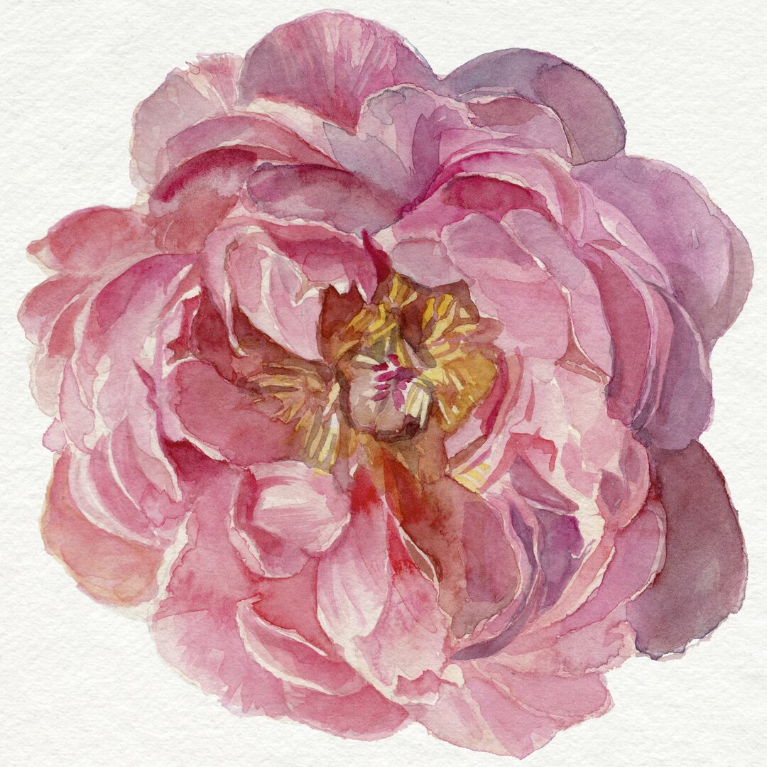 Leinwandbild Blossomed Peony II von Jennifer Paxton Parker