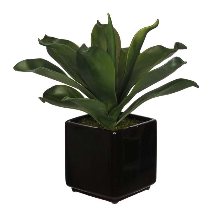 Succulent agave foxtail en pot
