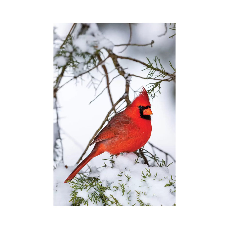 Northern Cardinal Perching On Snowcapped Juniper Tree Branch, Marion Co., Illinois, USA - Wrapped Canvas Print