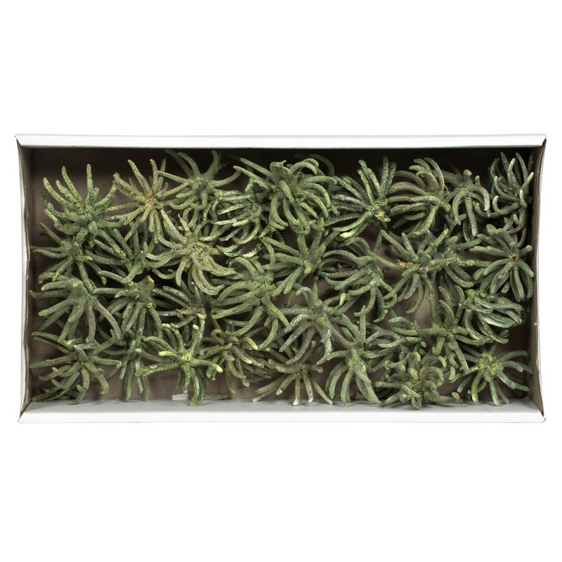 3-4" Spider Claws, Dried, Frosted Green