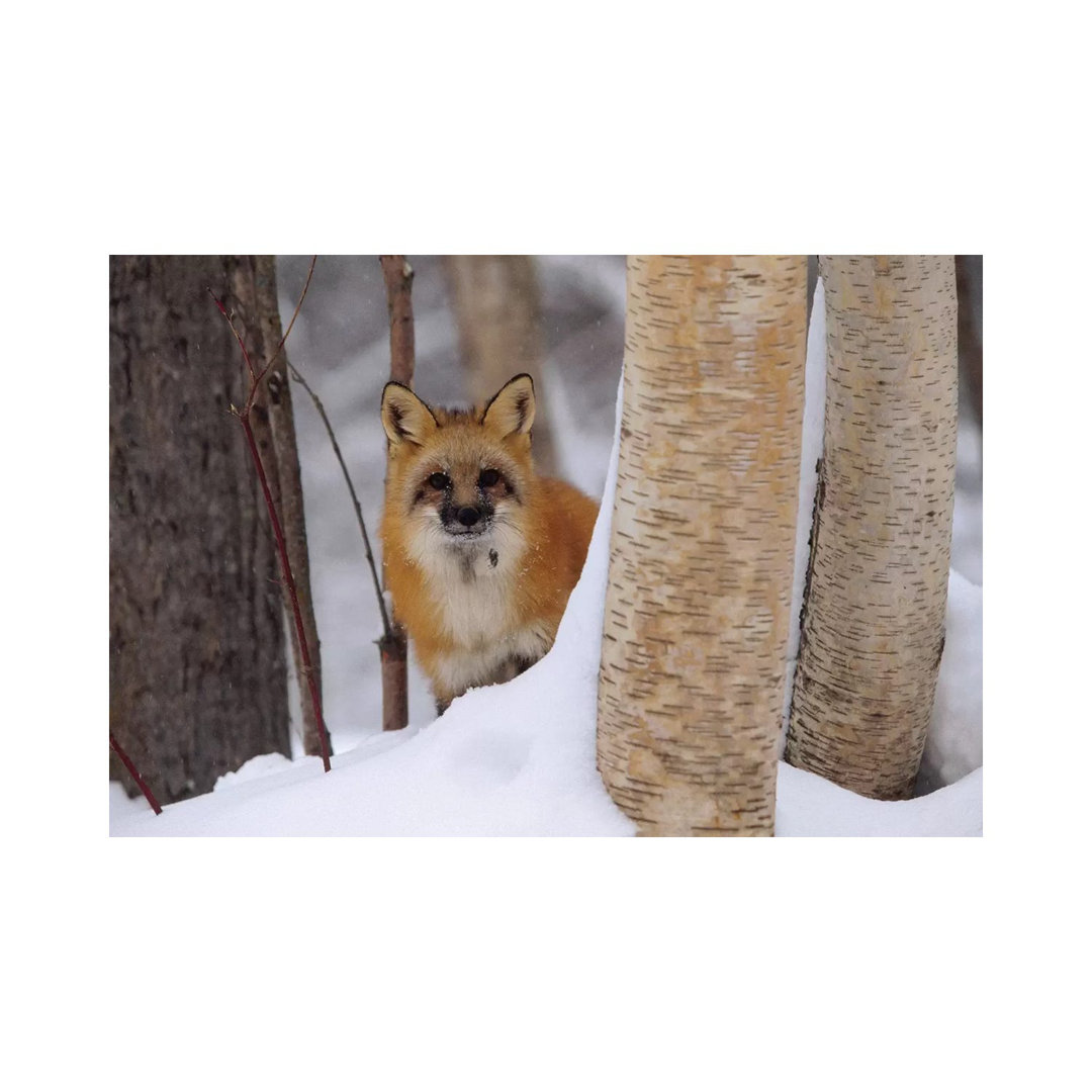 Red Fox Looking Out From Behind Trees In A Snowy Forest, Montana von Tim Fitzharris - Gallery-Wrapped Canvas Giclée on C...