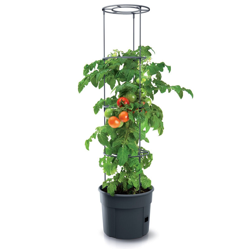 Bavly Plant Support, 153cm H x 39.2cm W x 31.5cm D