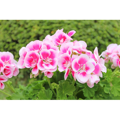 Fleurs de géranium roses - Photographie sur toile tendue