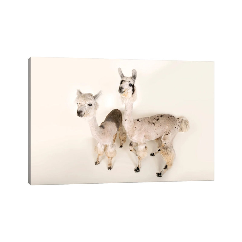 Llamas After A Recent Summer Haircut At The Lincoln Children's Zoo, 20.32 cm H x 30.48 cm W, Canvas