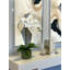 Phalaenopsis In Glass Vase With Moss