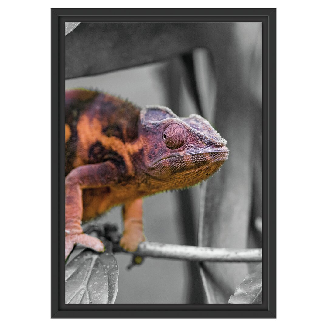 Gerahmtes Wandbild Chameleon on Branch