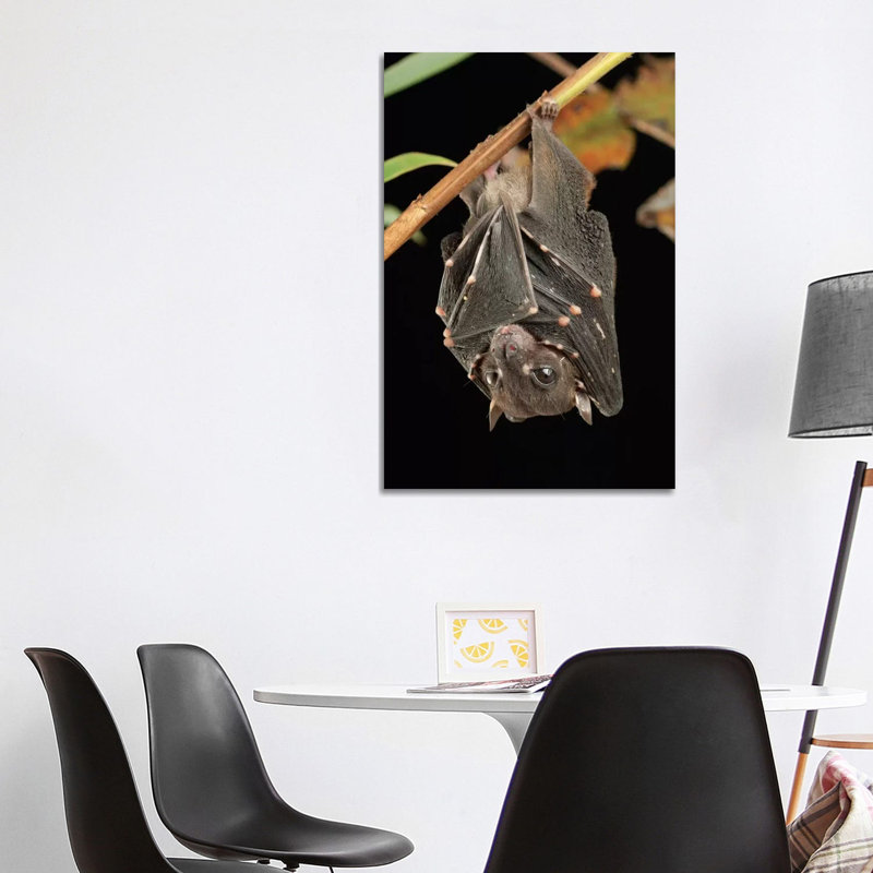 Spotted-Winged Fruit Bat Roosting, Bukit Sarang Conservation Area, Bintulu, Borneo, Malaysia by Ch'ien Lee - Wrapped Canvas Print