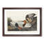 Canvas Backed Ducks by John Audubon - Picture Frame Painting Print-55513892-55513891