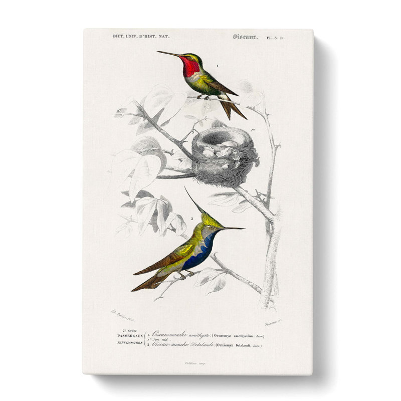 Bird Illustrations PL. 5d by Charles D Orbigny - Wrapped Canvas, 60cm H x 40cm W x 3cm D