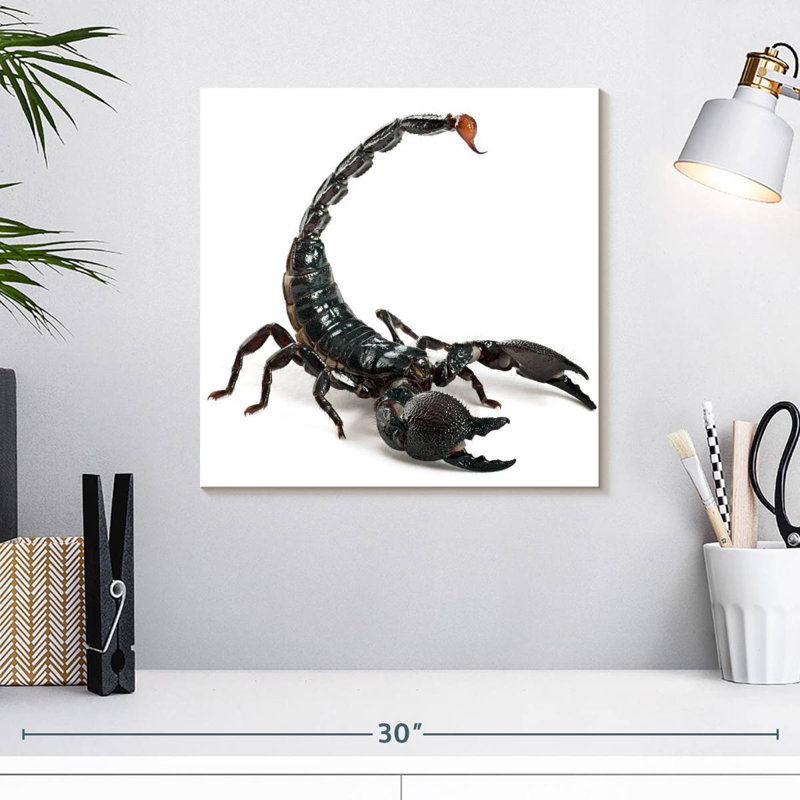 Crowle Scorpion, 16" H x 16" W