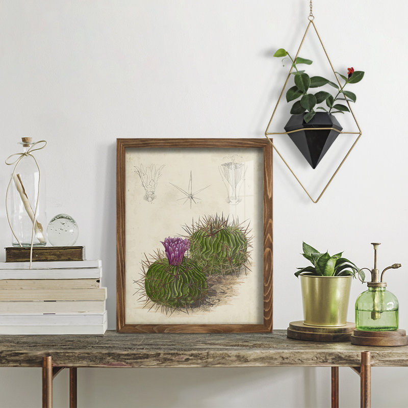 Cactus antique II - impression encadrée avec verre, H 15 po x l 12 po x P 1 po, Noyer