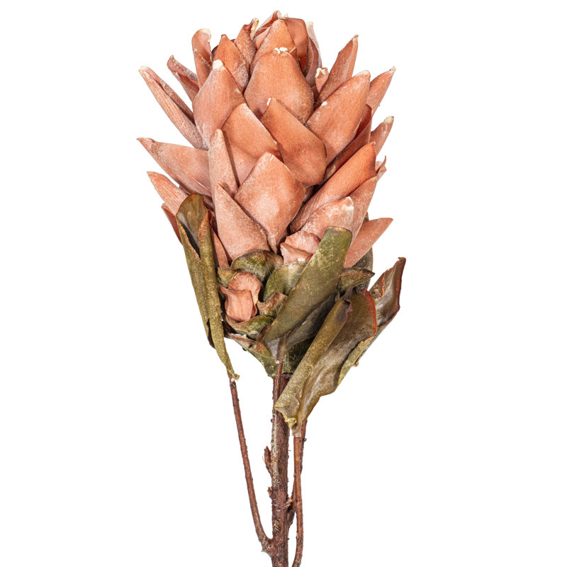 30,5 plante, Orange