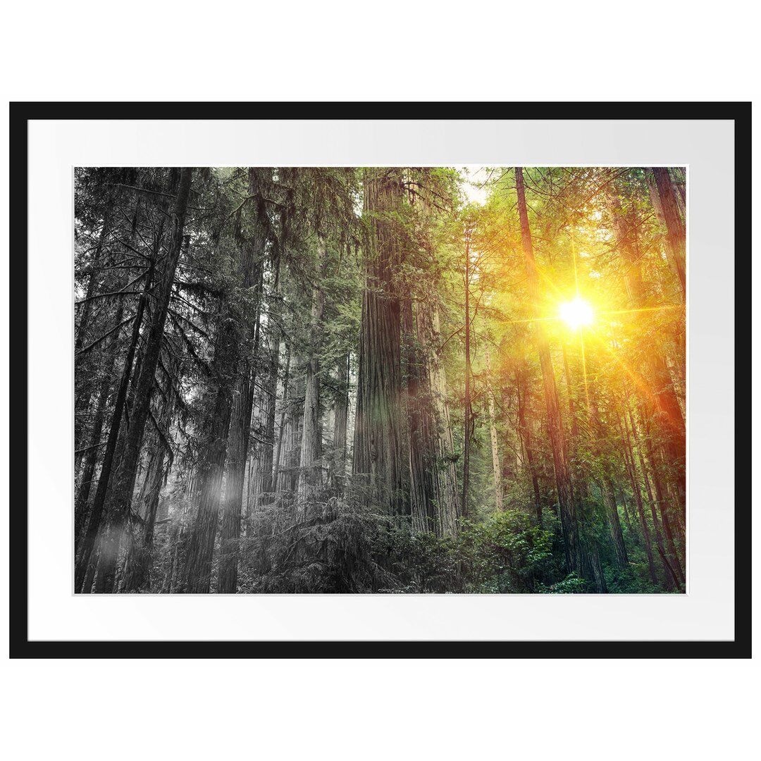 Gerahmtes Poster Wald bei Sonnenlicht