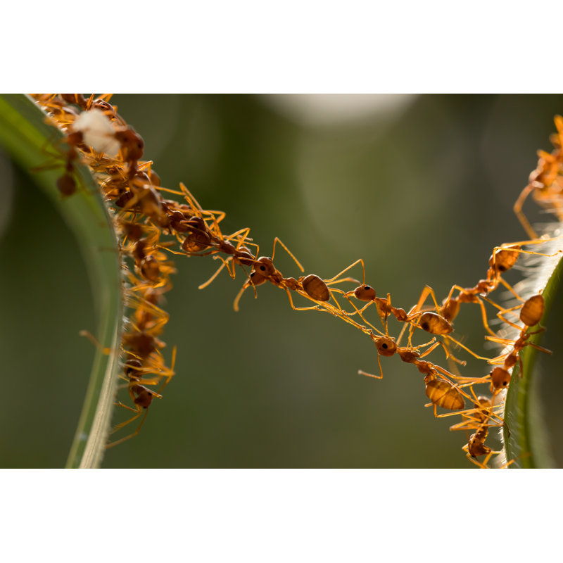 Camina Ant - Wrapped Canvas Print, 30cm H x 46cm W x 3.8cm D