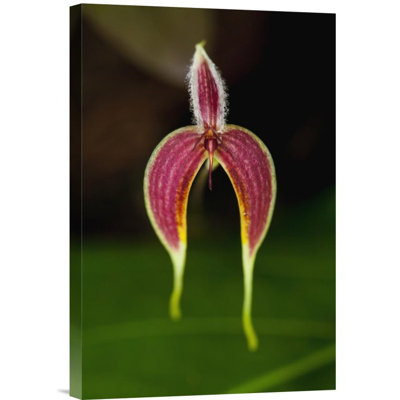 " Orchid Flower, Sabah, Borneo, Malaysia "
