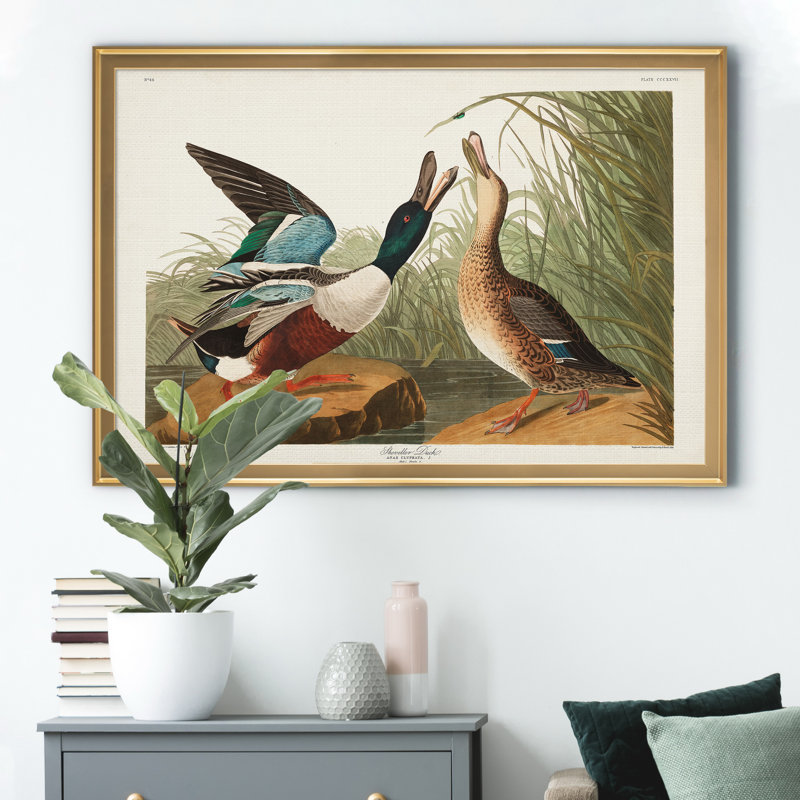 Shoveller Duck - reproduction de cadre photo sur toile, H 26,5 po x l 36,5 po x P 1,5 po, Doré