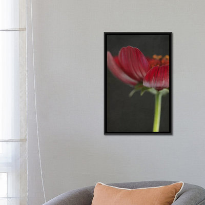 «Chocolate Cosmos Flower II» par Alyson Fennell, reproduction sur toile tendue sur châssis