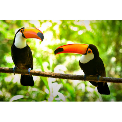Two Toco Toucan Birds - Wrapped Canvas Print