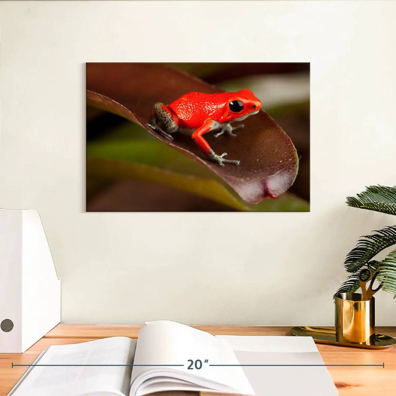 Crowle Poison Frog, 8" H x 12" W
