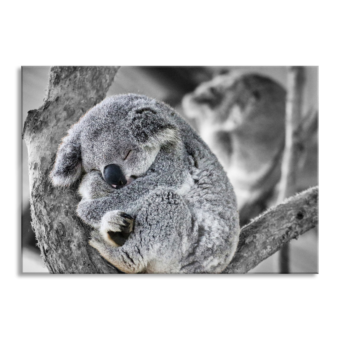 Glasbild Koala schläft eingekuschelt im Baum