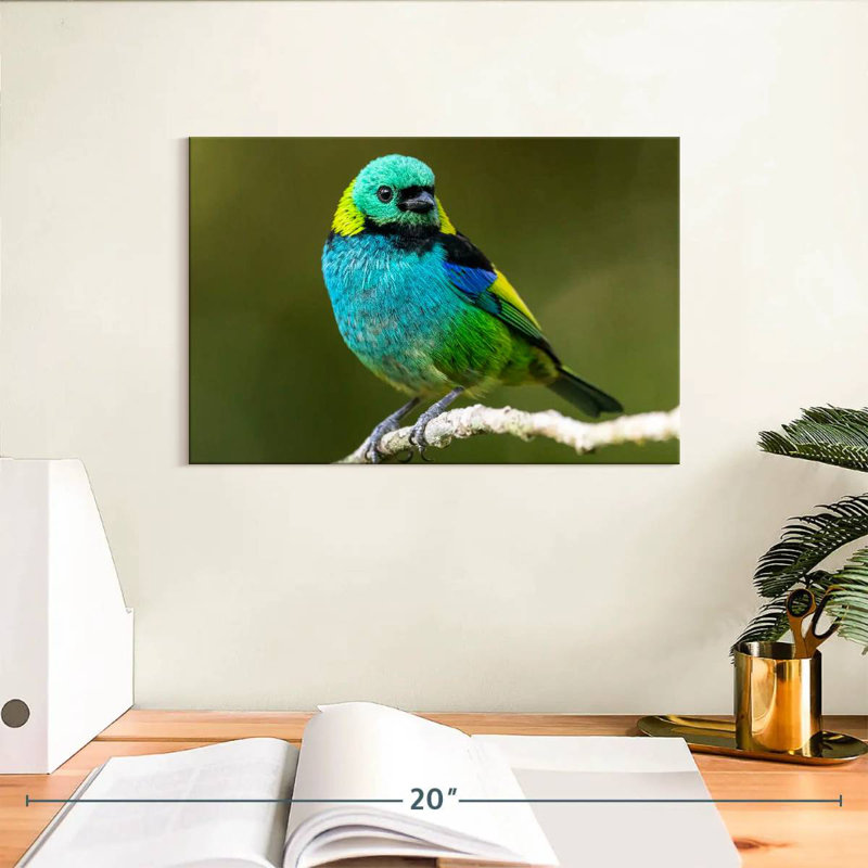 Brampt Green Headed Tanager, 8" H x 12" W