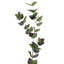 Eucalyptus - ensemble de 12 - vert