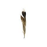 Fall Feathers V Painting by Elena Carlie