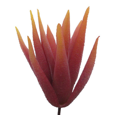 Aloe Vera Succulent Plant