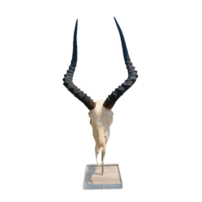 Genuine African Impala Skull on Base