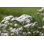 Racines de valériane avec fleurs par Ayimage