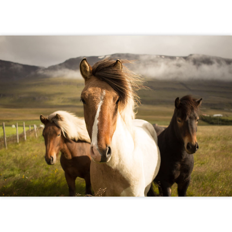 Grand papier peint auto-adhésif amovible Horses in The Field, L 100 po x l 144 po