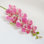 Orchid Arrangement