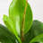 20In. Artificial Fiddle Leaf Fig Plant