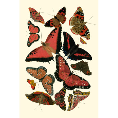 Red Butterfly Study by Vision Studio - Wrapped Canvas Print
