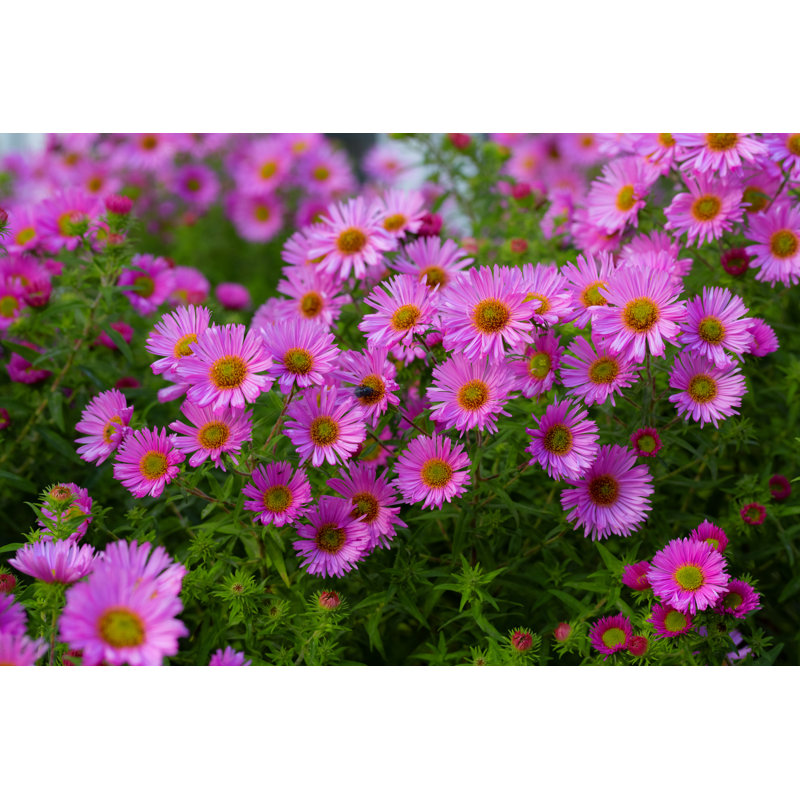 Pink Bright Asters Flowers 1 Piece Wrapped Canvas Wall Art, 51cm H x 76cm W