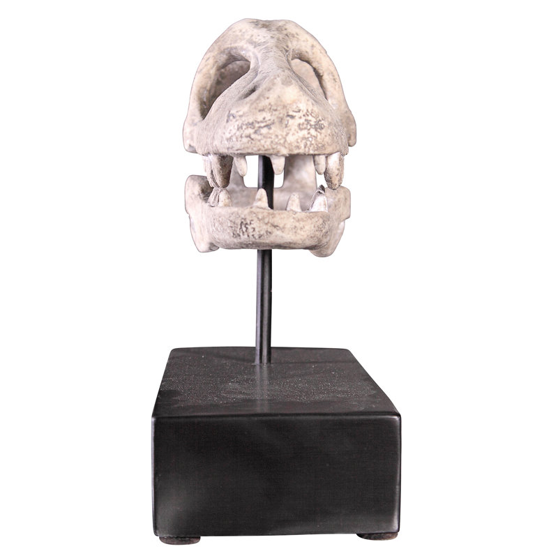 Velociraptor Dinosaur Skull Fossil Sculpture