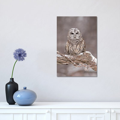 Barred Owl in Winter, Howell Nature Center, Michigan 1 Piece Wrapped Canvas Wall Art