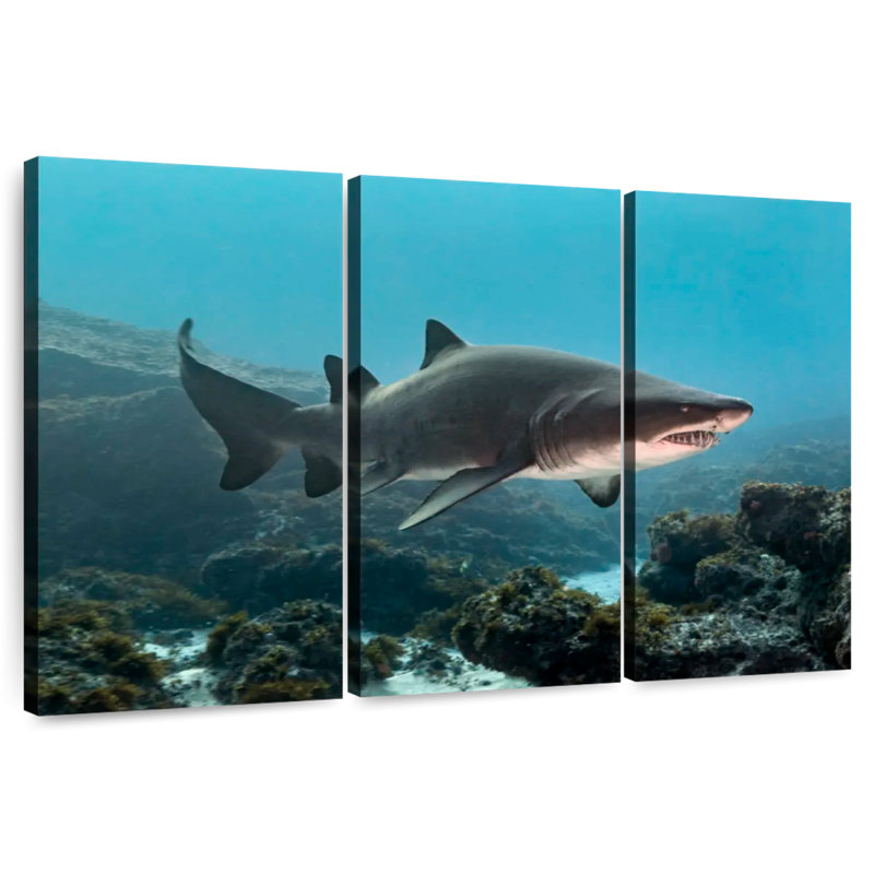 Aliwal Shoal Shark, 32" H x 50" W