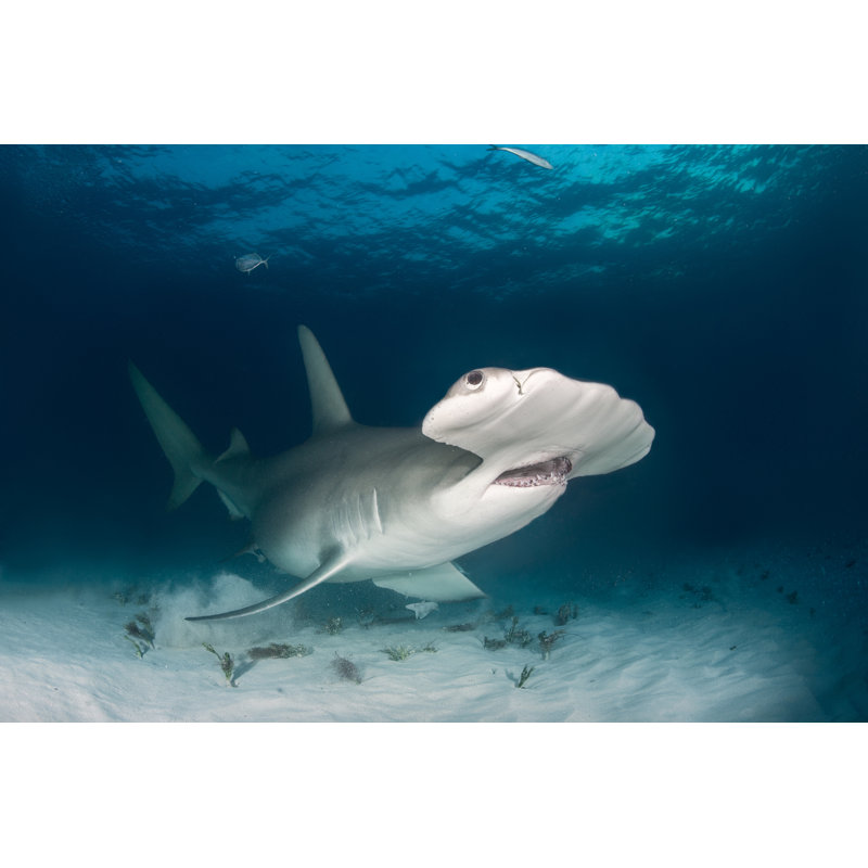 Requin marteau par Extreme-Photographe, H 12 po x l 18 po