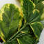 Hanging Plants 30cm Faux Mixed Assortment Garland