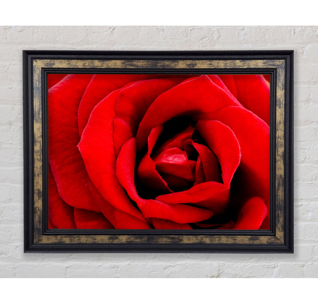 Gerahmtes Leinwandbild Red Rose Velvet Petals