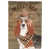 Basset hound 2