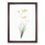 Freesia Flowers by Pierre-Joseph Redoute - Picture Frame Painting Print-55577768-55577765